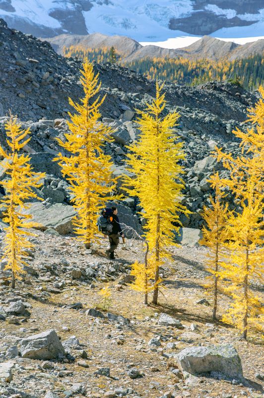 канада, альберта, банф, национальный парк банф, удивительная природа, исследуйте канаду, картины канадана, горные пики, гора hungabee, осень в канаде, сезон лиственницы, скалистые горы канады, парки канады, естественная красота, канадская фотография, дики Larch paradephoto preview