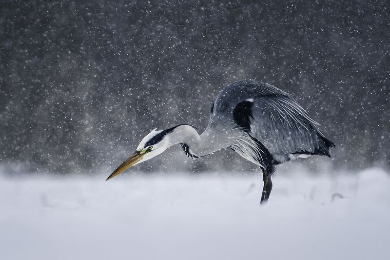 heron, czapla, wildlife, birds, winter, snow Grey Heronphoto preview