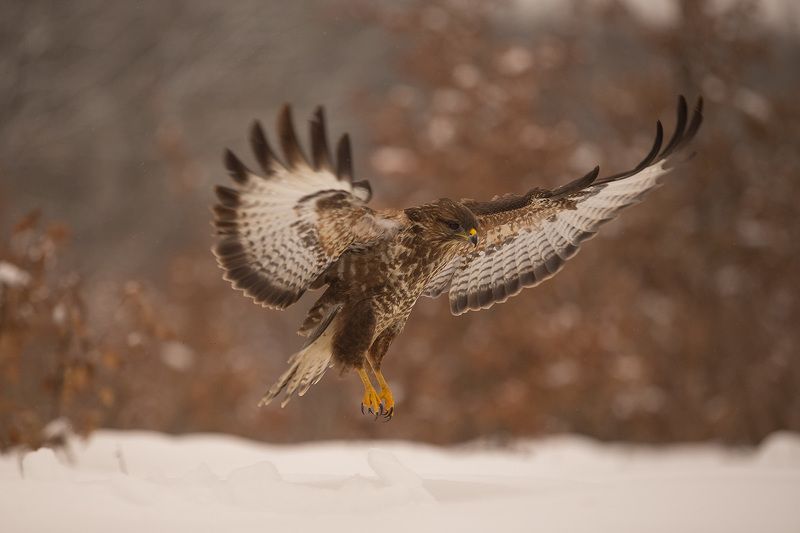 Присада Канюкаphoto preview