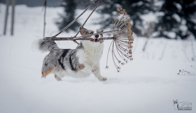 собака, вельш корги, корги, зима На свидание к невесте...)photo preview