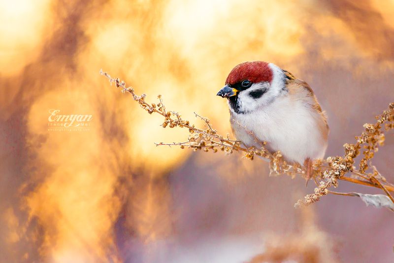 воробей, полевой, животные, птицы, природа, nature, tree sparrow, animals, birds, canon, bird photography, passer Воробей в закатных лучахphoto preview