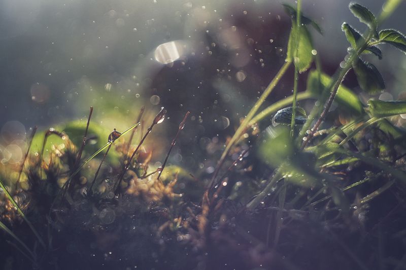 макро, макрофотография, макросъёмка, мох, лес, природа, капли photo preview