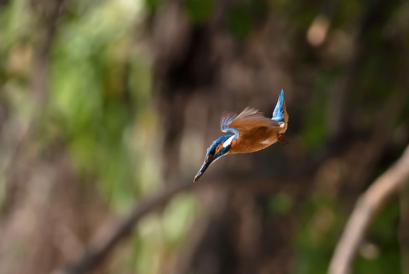 kingfisher, bird, wildlife Kingfisherphoto preview