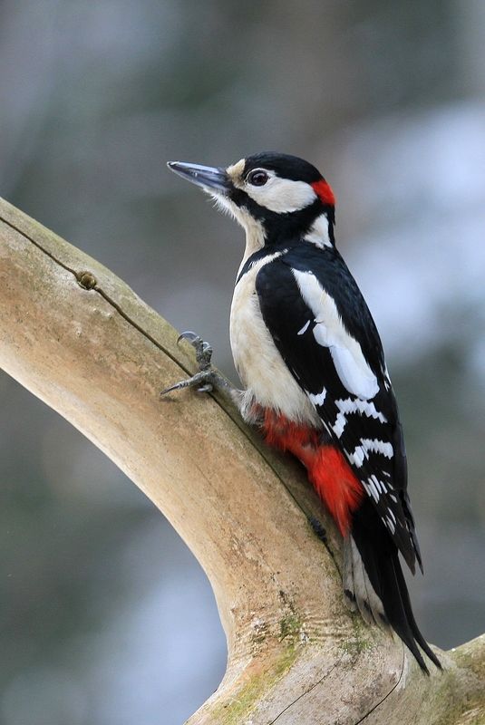 Dendrocopos majorphoto preview