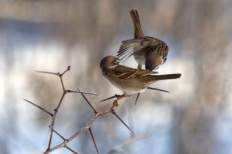 Полевые воробьиphoto preview
