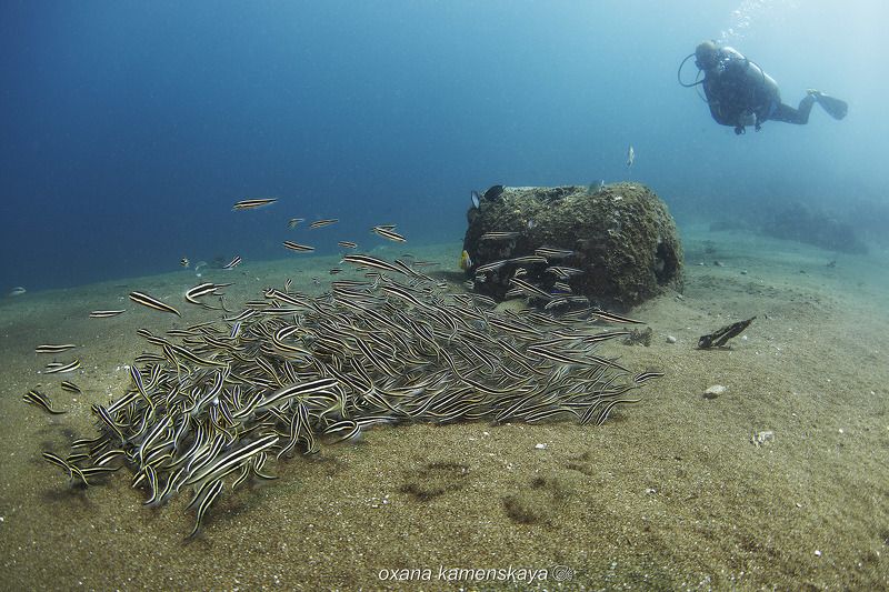 underwater phillipines blue deep diver schoolfish Кучкаphoto preview