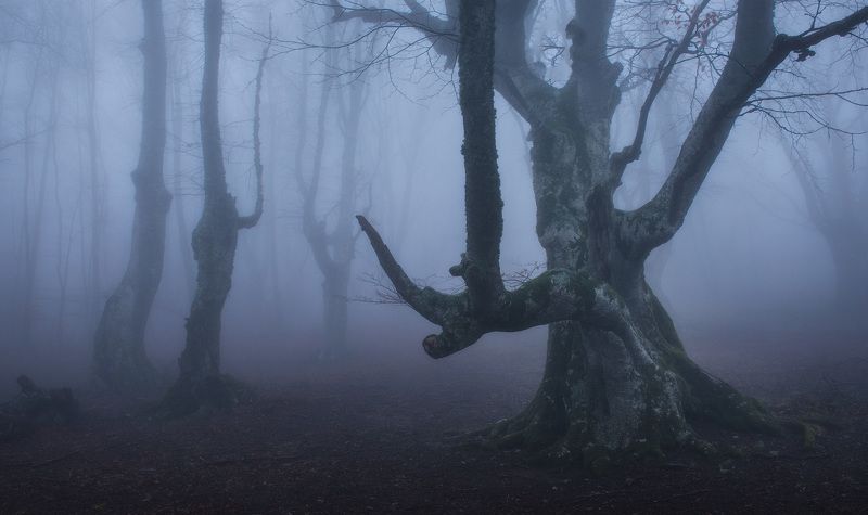 крым, туман, буковый лес, горы, путешествия, туманный лес, фототур, фототур по крыму, туры по крыму, весна в крыму, февраль в крыму Буки-колдуныphoto preview