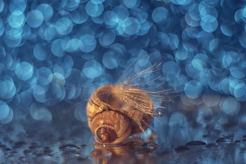 макро, макрофотография, макросъёмка, боке, ракушка, капли Голубое бокеphoto preview