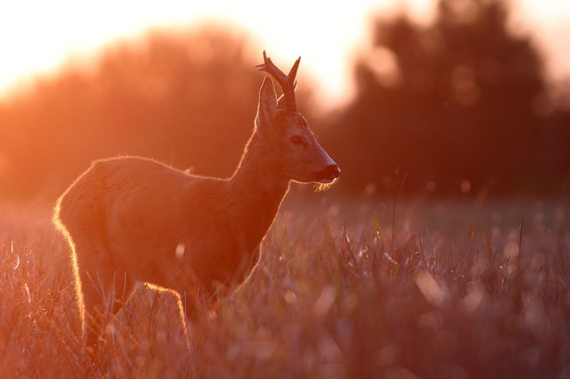 deer, roe deer, wildlife Roe deerphoto preview