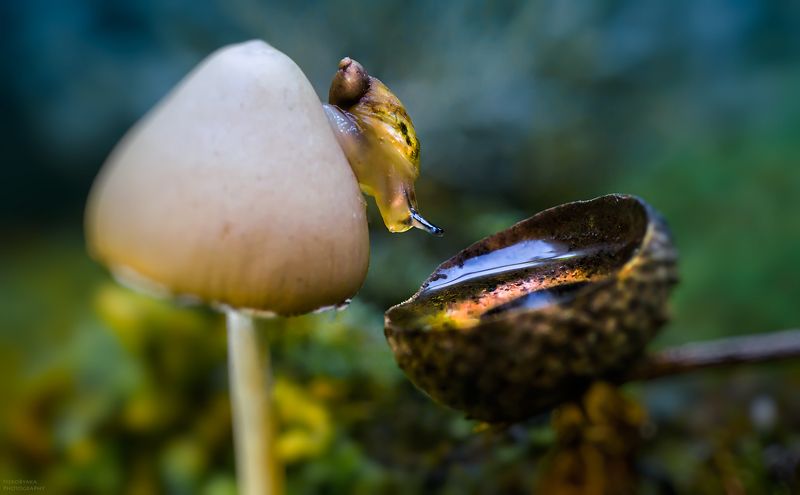 макро, природа, улитка, грибы, мох, капля, macro, nature, snail, mushrooms, moss, drop, Mirror, mirror, on the wall...photo preview