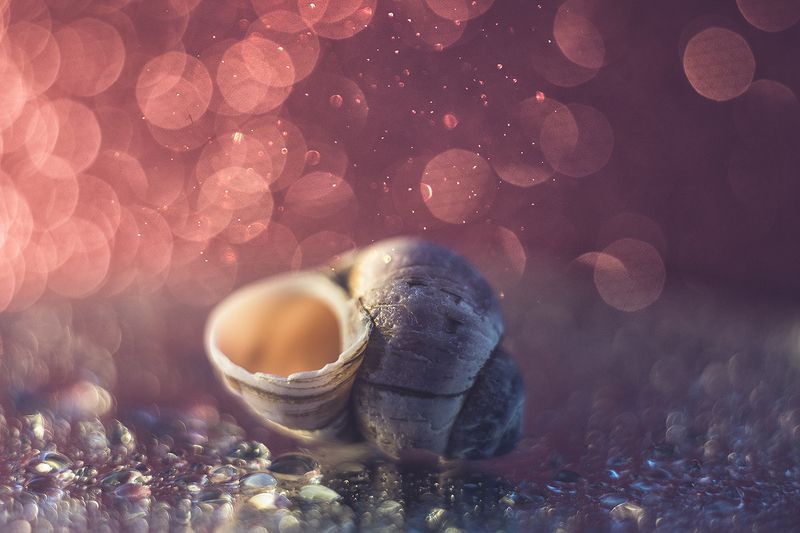 макро, макрофотография, макросъёмка, боке, ракушка, капли Розовый цветphoto preview