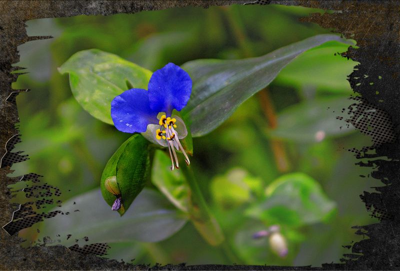 цветочекphoto preview