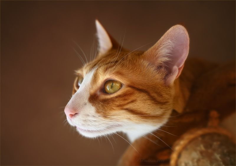 кошки, животные, портрет Золотцеphoto preview