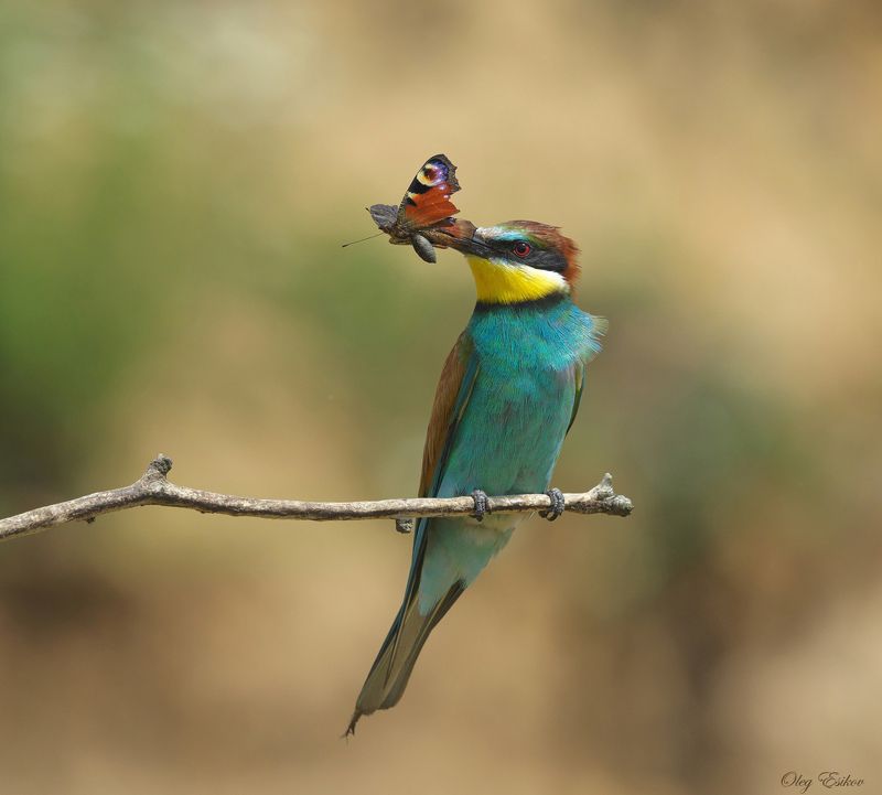 птицы, золотистая щурка Золотистые щурки. Птицы, как людиphoto preview