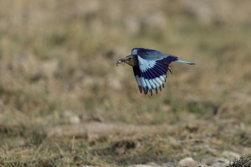 5d4, canon, indian roller, flight, Roller with toadphoto preview