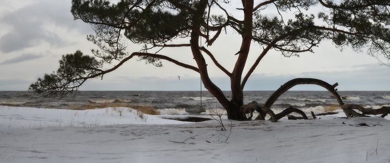 Кстати, о птичках... (2)photo preview