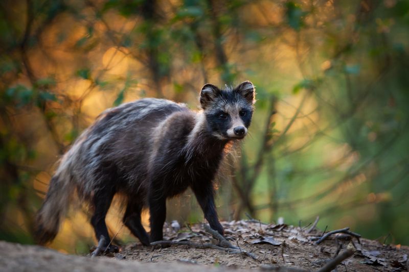 jenot, raccoon dog, wildlife Raccoon dogphoto preview