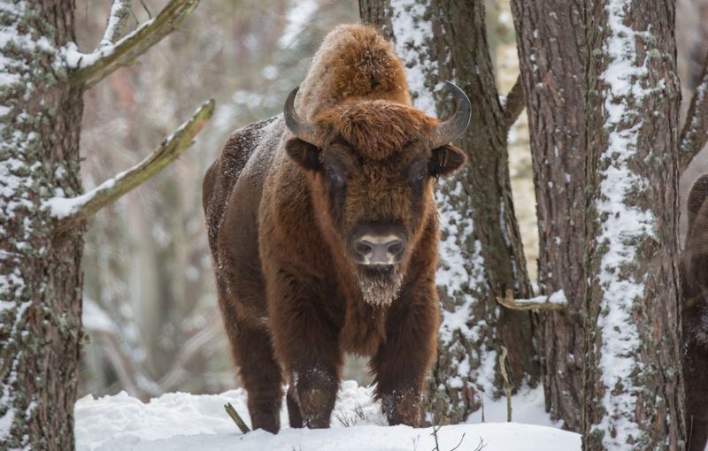 Зубр, или европейский зубр (лат. Bison bonasus)photo preview