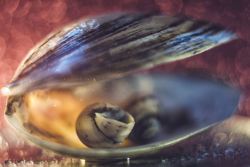 макро, макрофотография, макросъёмка, боке, ракушка photo preview