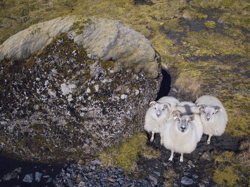 iceland, sheep, nature, animal Sheep Happensphoto preview