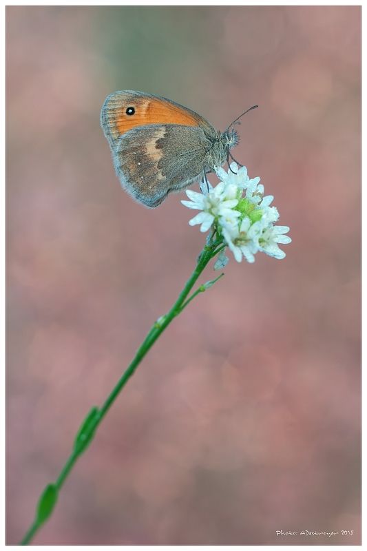 macro nature butterfly Life In Pinkphoto preview