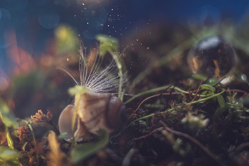 макро, макрофотография, макросъёмка, боке, ракушка, капли photo preview