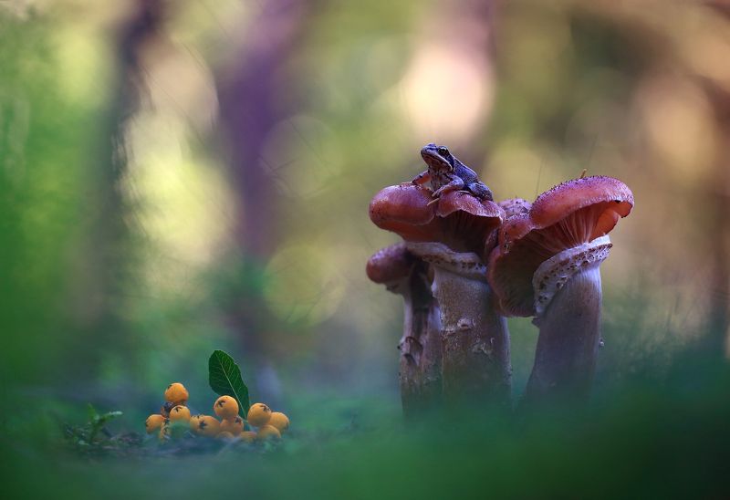 ... ...photo preview