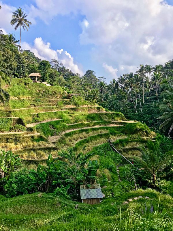 bali, rice, trave Rice terraces in Bali, Indonesiaphoto preview