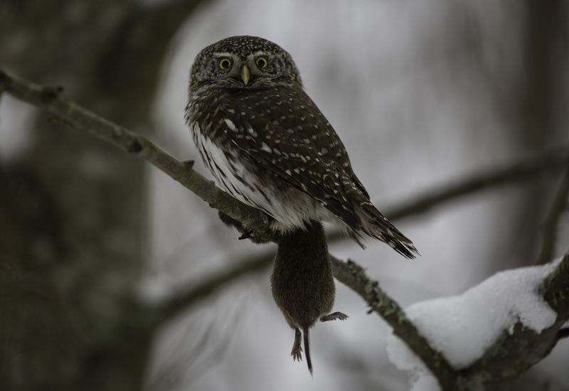 Воробьиный сычphoto preview