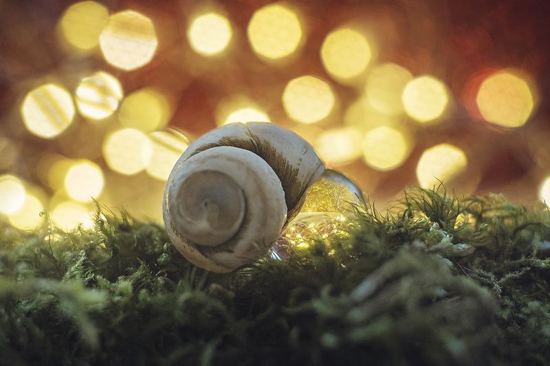 макро, макрофотография, макросъёмка, боке, ракушка photo preview