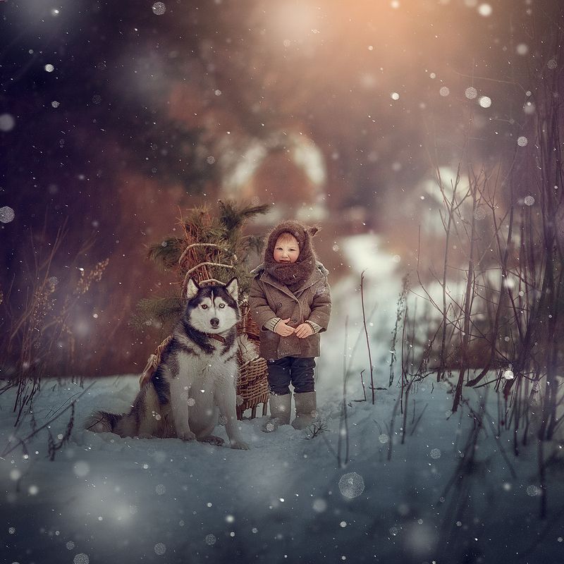 мальчик, лес, хаски, зима, мороз, дети, санки Однажды в лесу...photo preview