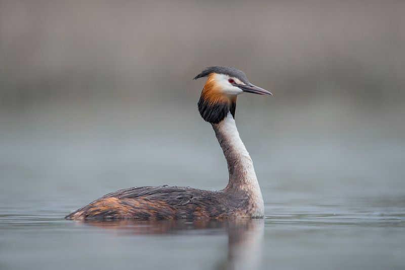 В туманеphoto preview