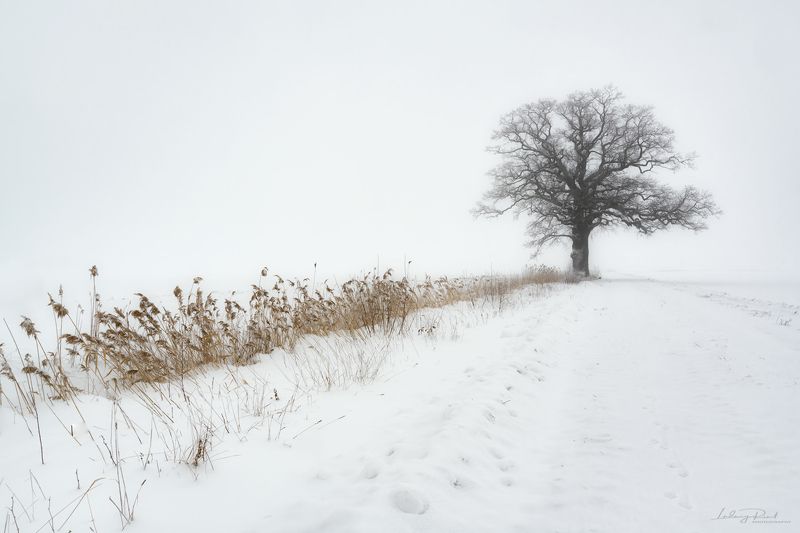 bare, bare oak tree, branches, fog, foggy, foot steps, grass, lonely, ludwig riml natural light photography, ludwig riml photography, mist, misty, monochrome, nature, oak, oak tree, outdoor, pasture, reed, road, snow, snowfall, tracks, tree branches, tree Oak in Fogphoto preview