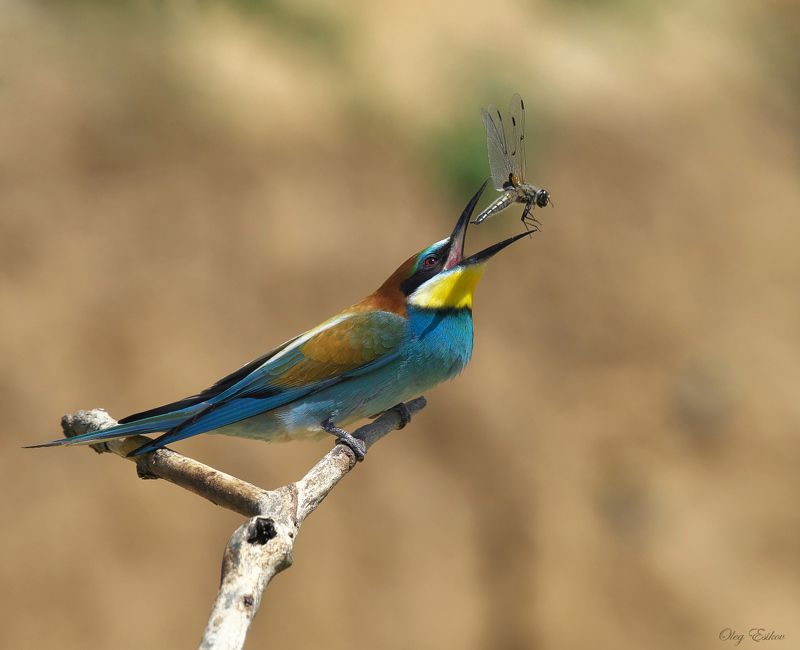 птицы, золотистая щурка Про жонглеровphoto preview