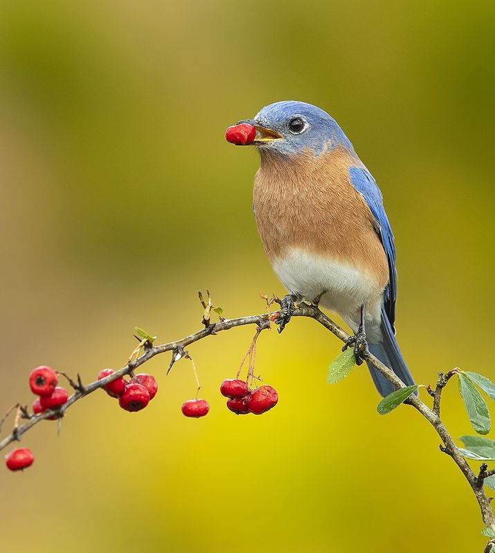 восточная сиалия, eastern bluebird,bluebird Любитель ягод. Восточная сиалия (самец) - Eastern Bluebird malephoto preview