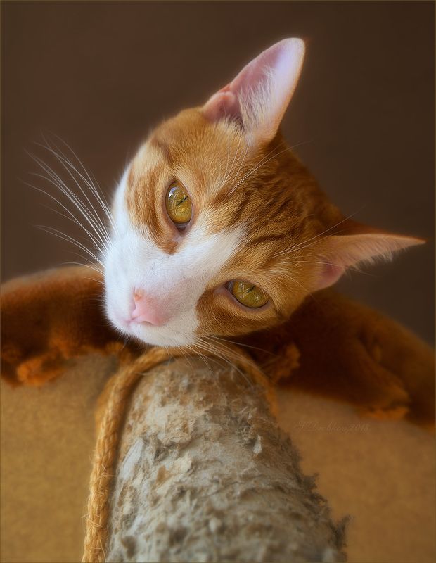 кошки, животные, портрет I am Shakespearephoto preview