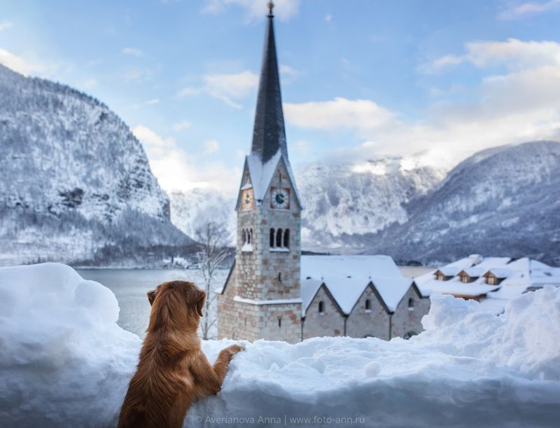 собака, природа photo preview