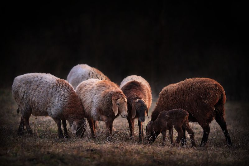 Тётки фото превью