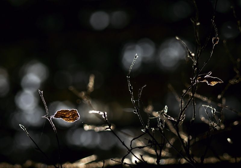 Осенний балphoto preview