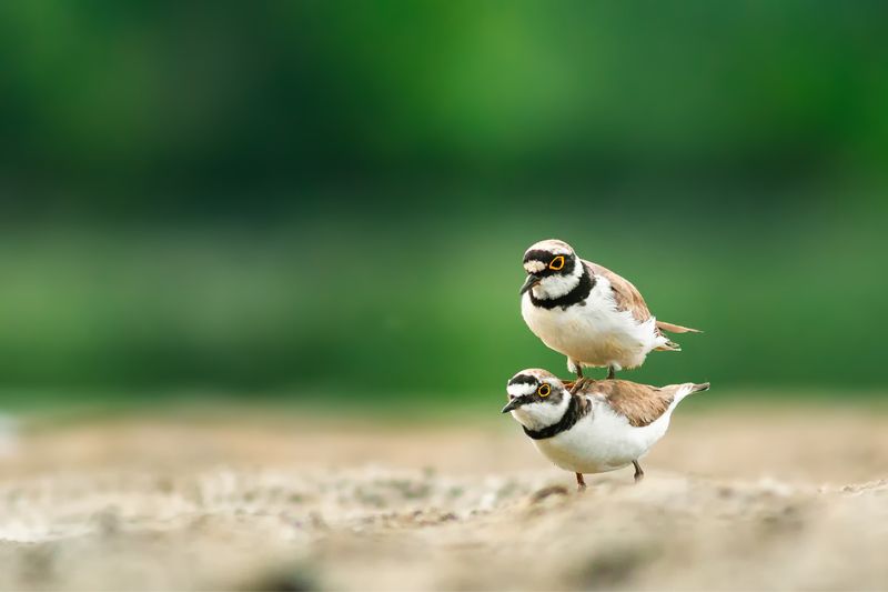 Charadrius dubius фото превью