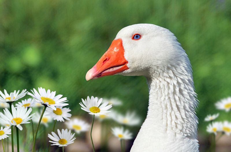 Гагатекphoto preview