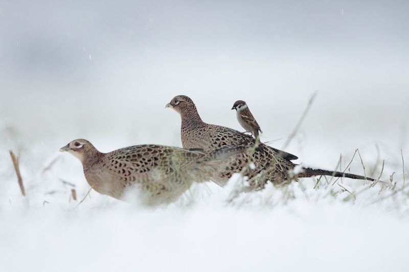 pheasant, sparrow, tree sparrow photo preview