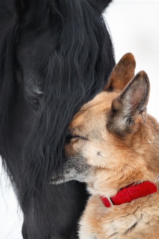 собака, лошадь, фриз, любовь, нежность, эмоции, старость, овчарка Without wordsphoto preview