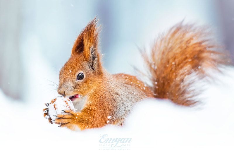 белка, животные, портрет, зима, снег, сугроб, природа, nature, squirrel, canon, red squirrel, animals, portrait Зимний завтракphoto preview