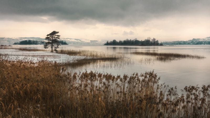 остров, озеро, облака, дерево, вечер Вечер близ Рапперсвиль-Йона.photo preview