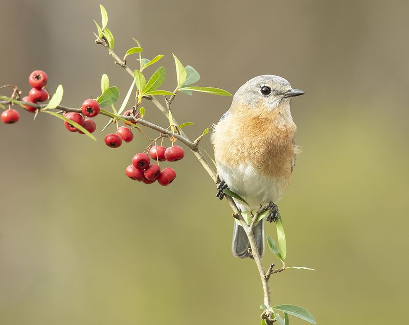 восточная сиалия, eastern bluebird,bluebird Любительница ягод. Восточная сиалия (самка) - Eastern Bluebird femalephoto preview