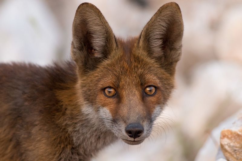 Маленькие лисыphoto preview