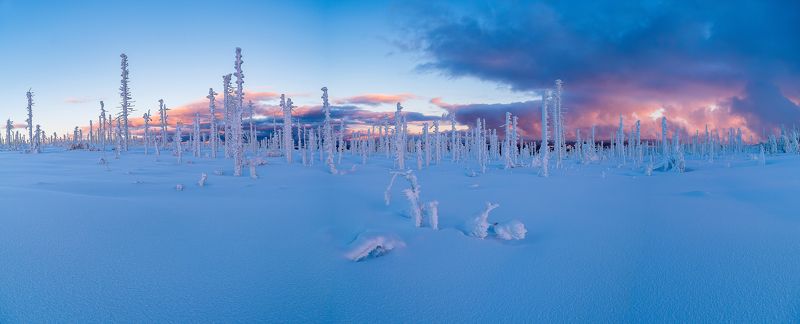 tree,trees,snow,snowy,winter,plain,nature,landscape,mysterious,magic,magical,nobody,world,planet,lonely, Mysterious trees.photo preview