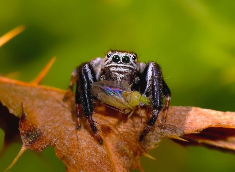 маленький охотникphoto preview