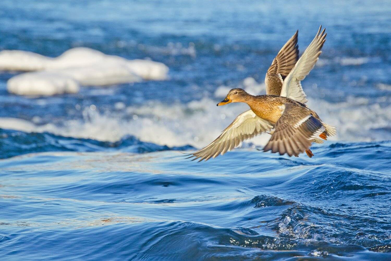 птицы, утки, кряквы, крылья, Михаил Агеев